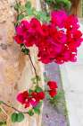 Greece, Crete, Chania, Old Town. Red bougainvillea flowers and vine on old stone wall. Art Print